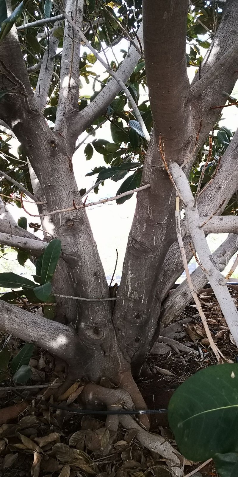 Ficus velutina photo 2