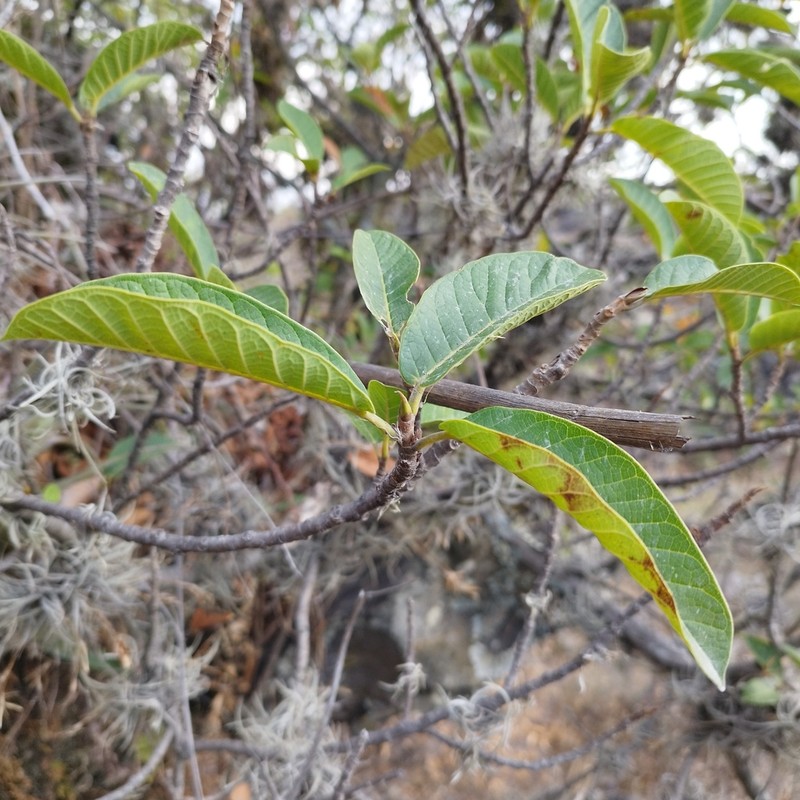 Ficus velutina photo 3