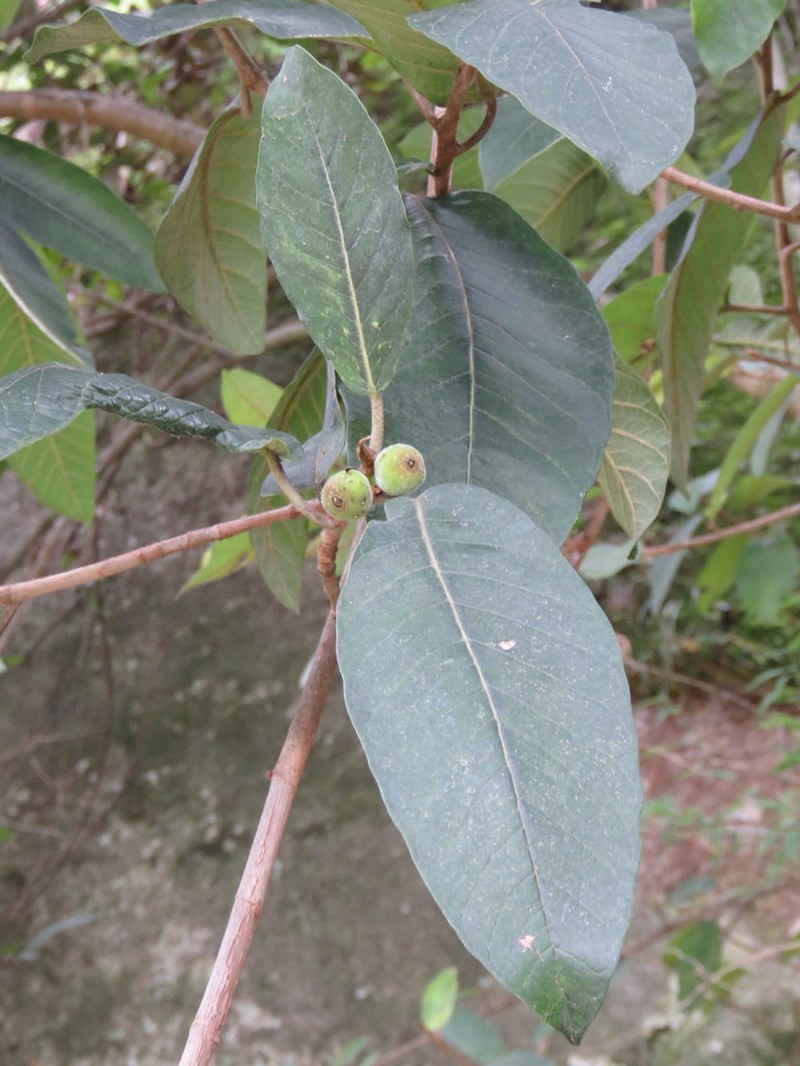 Ficus velutina photo 4