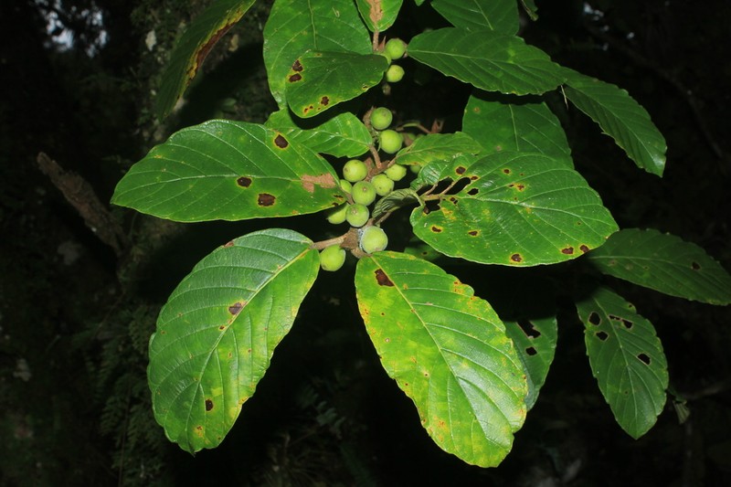 Ficus velutina photo 5