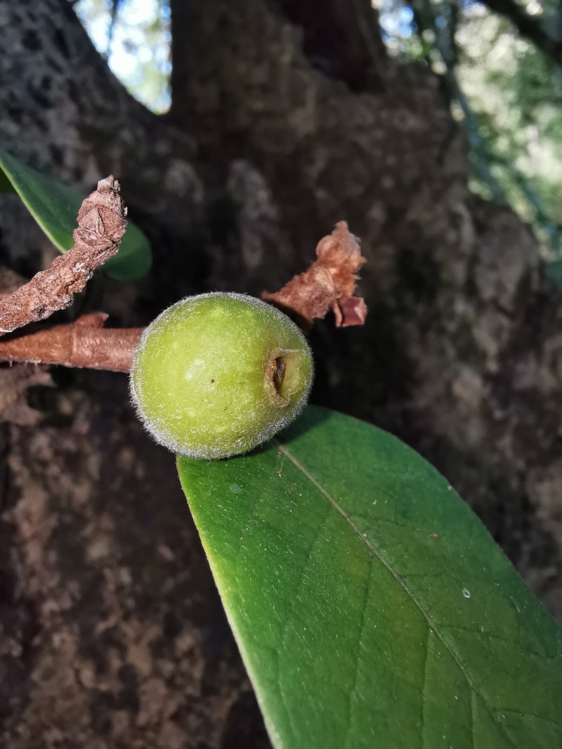 Ficus velutina photo 6