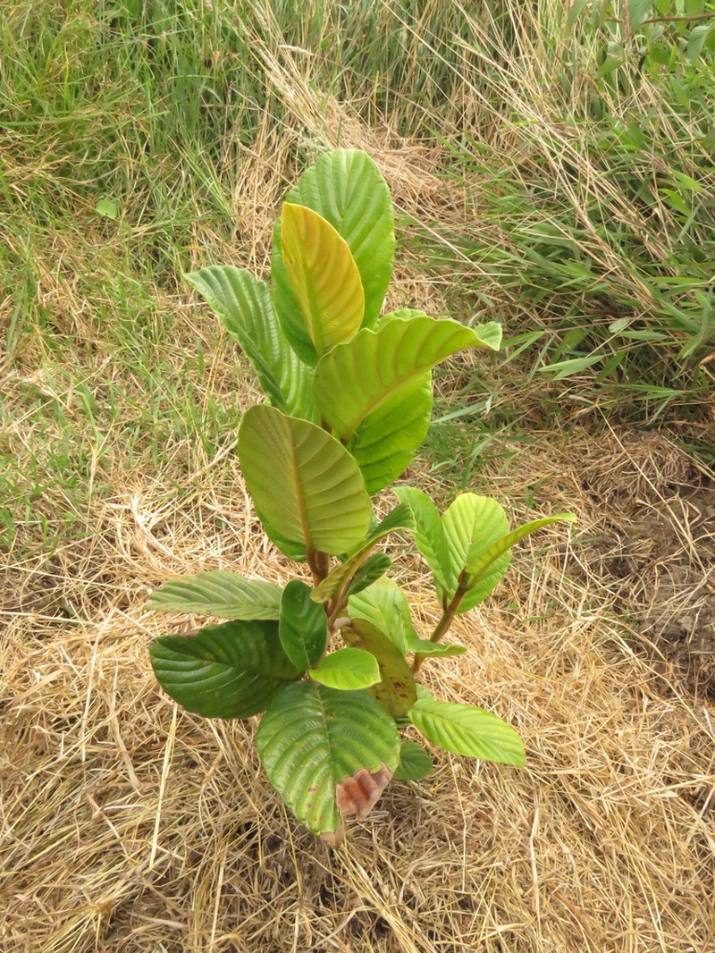 Ficus velutina photo 7