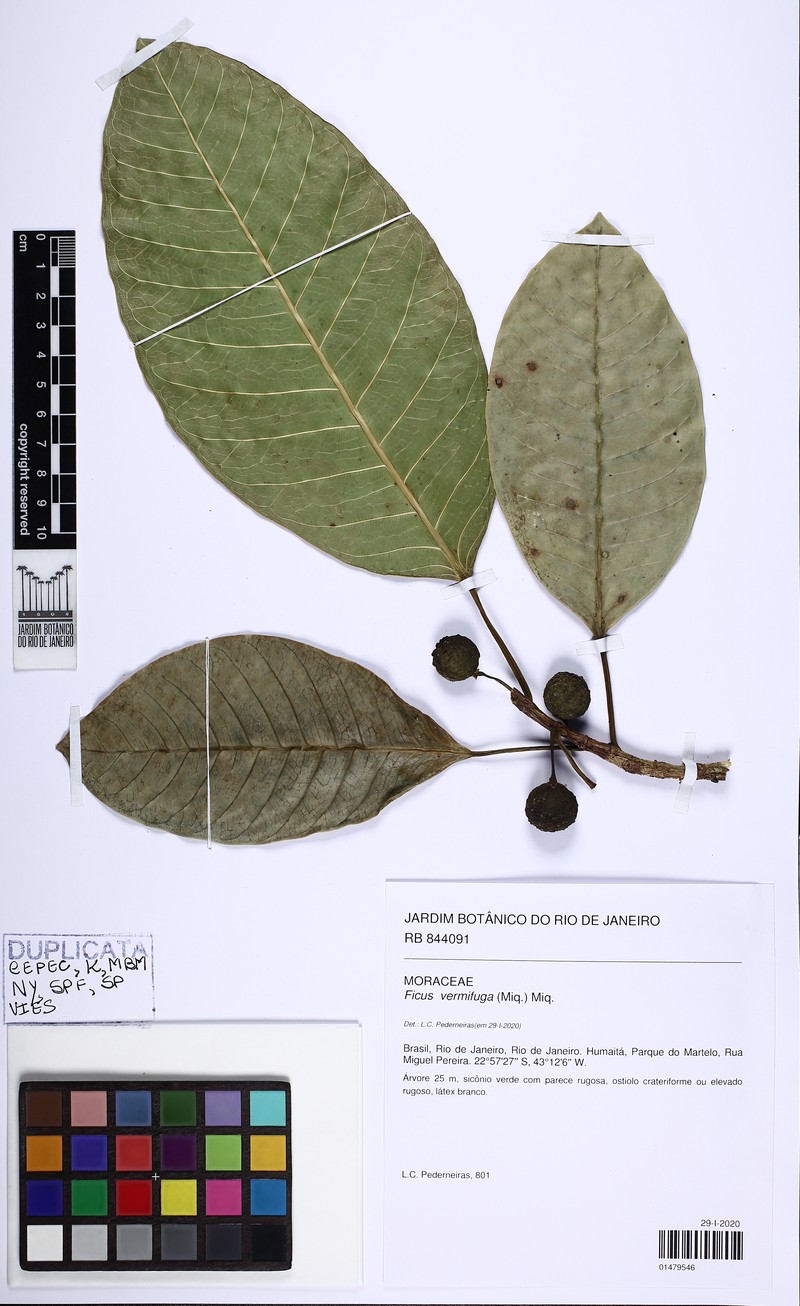 Ficus vermifuga