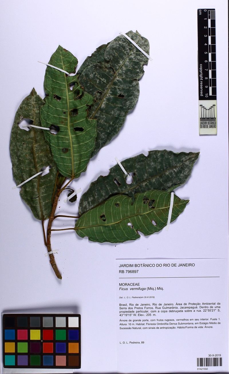 Ficus vermifuga photo 2