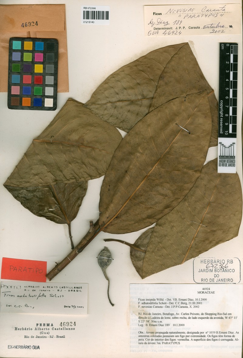 Ficus vermifuga photo 3