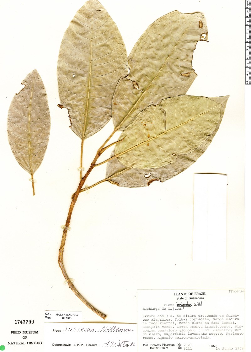 Ficus vermifuga photo 4