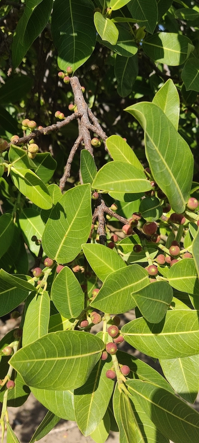 Ficus verruculosa photo 2