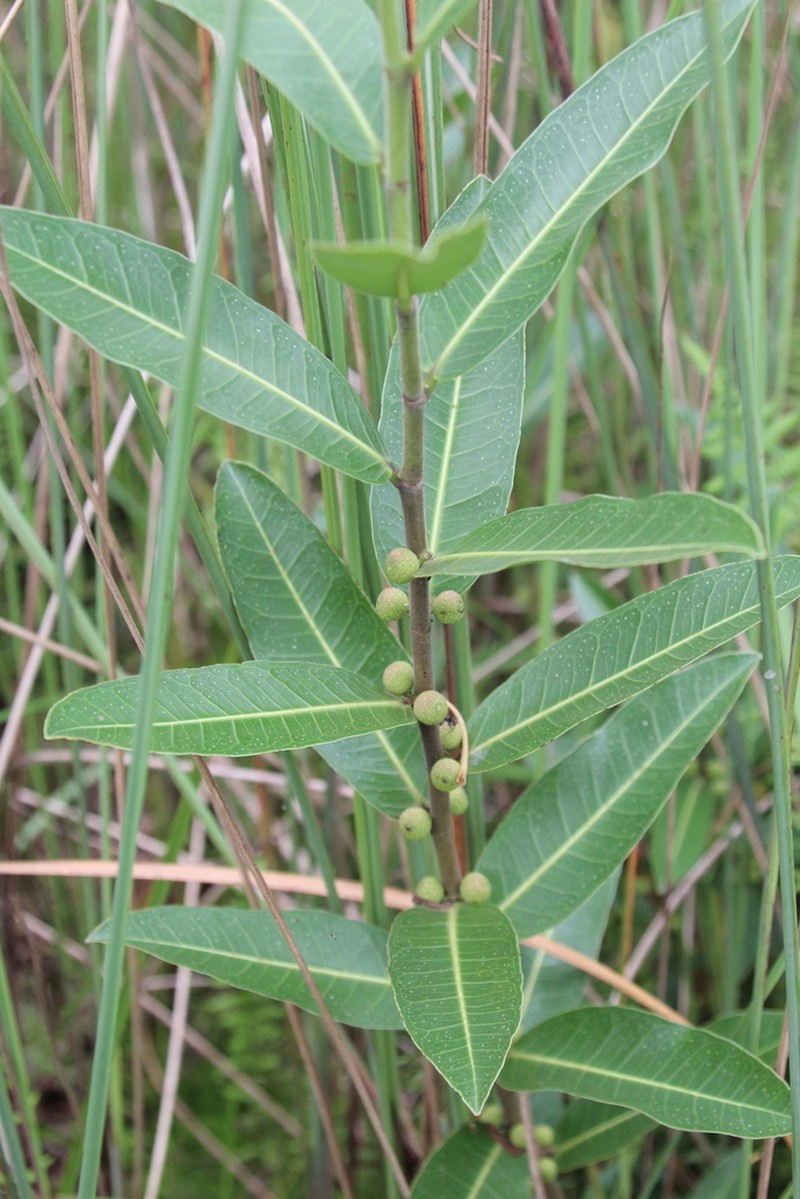 Ficus verruculosa photo 3