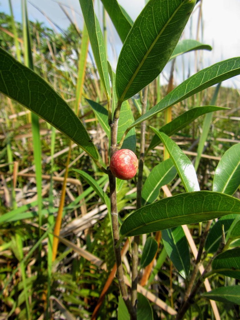 Ficus verruculosa photo 4