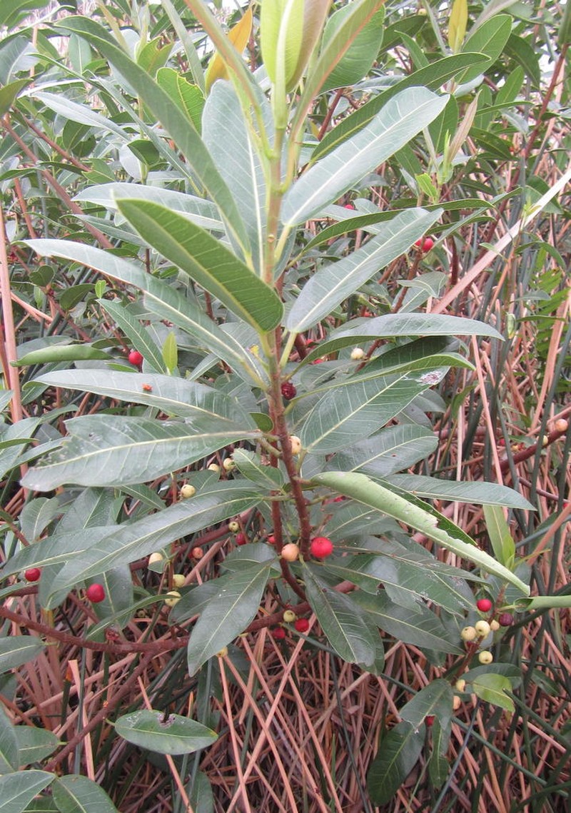 Ficus verruculosa photo 5