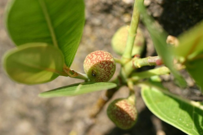 Ficus verruculosa photo 6