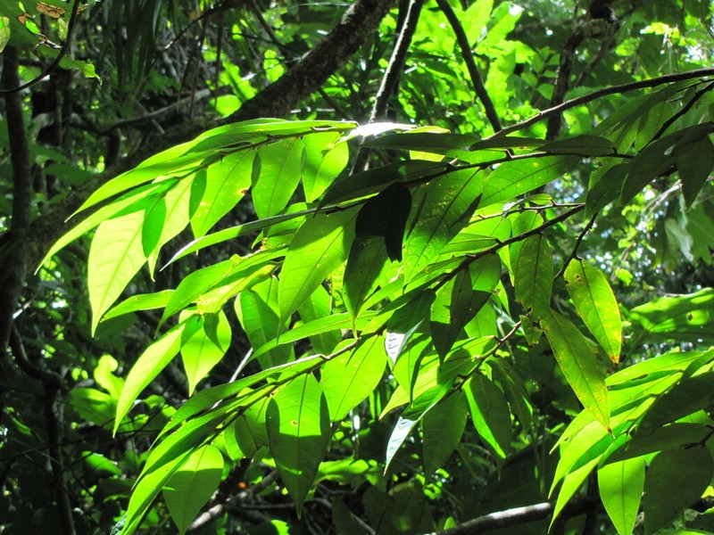 Ficus versicolor
