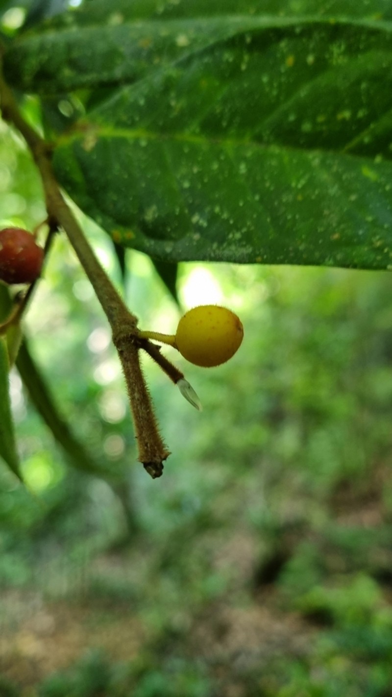 Ficus versicolor photo 2