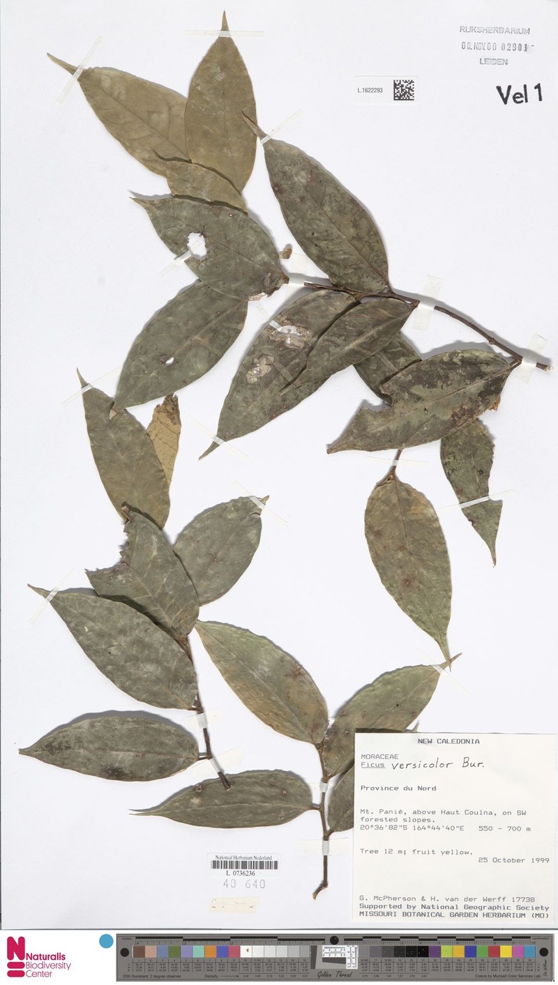 Ficus versicolor photo 3