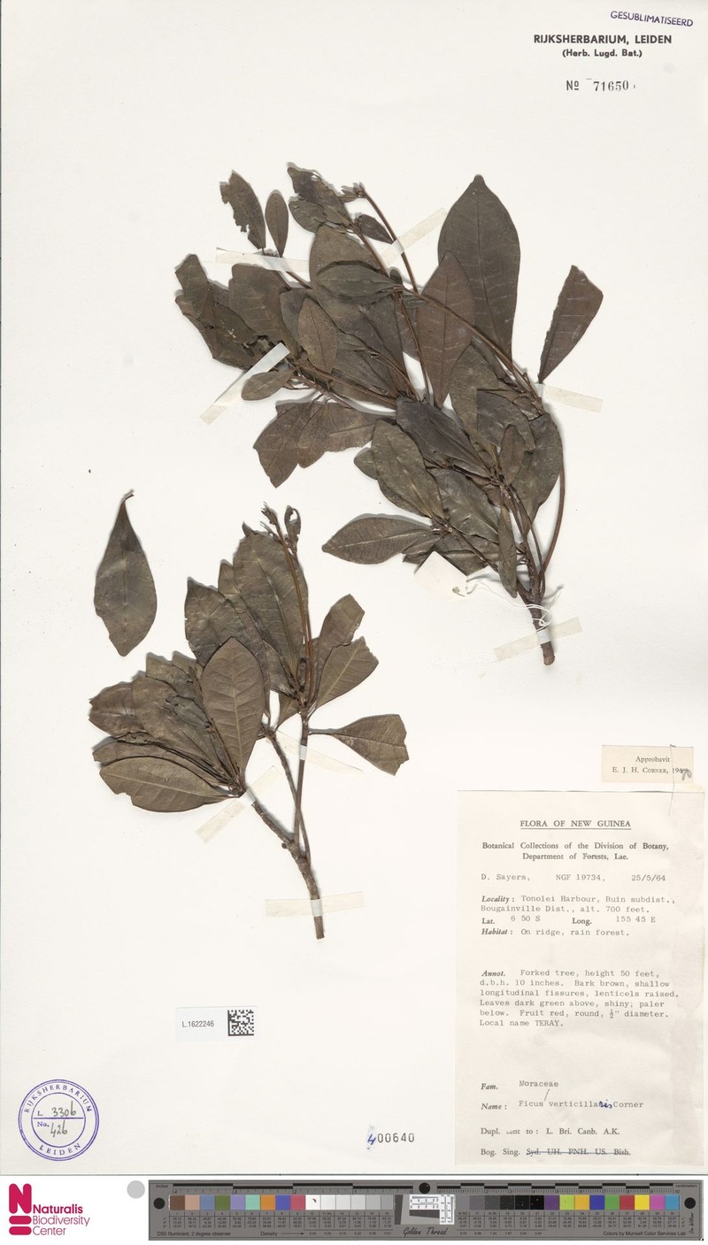 Ficus verticillaris