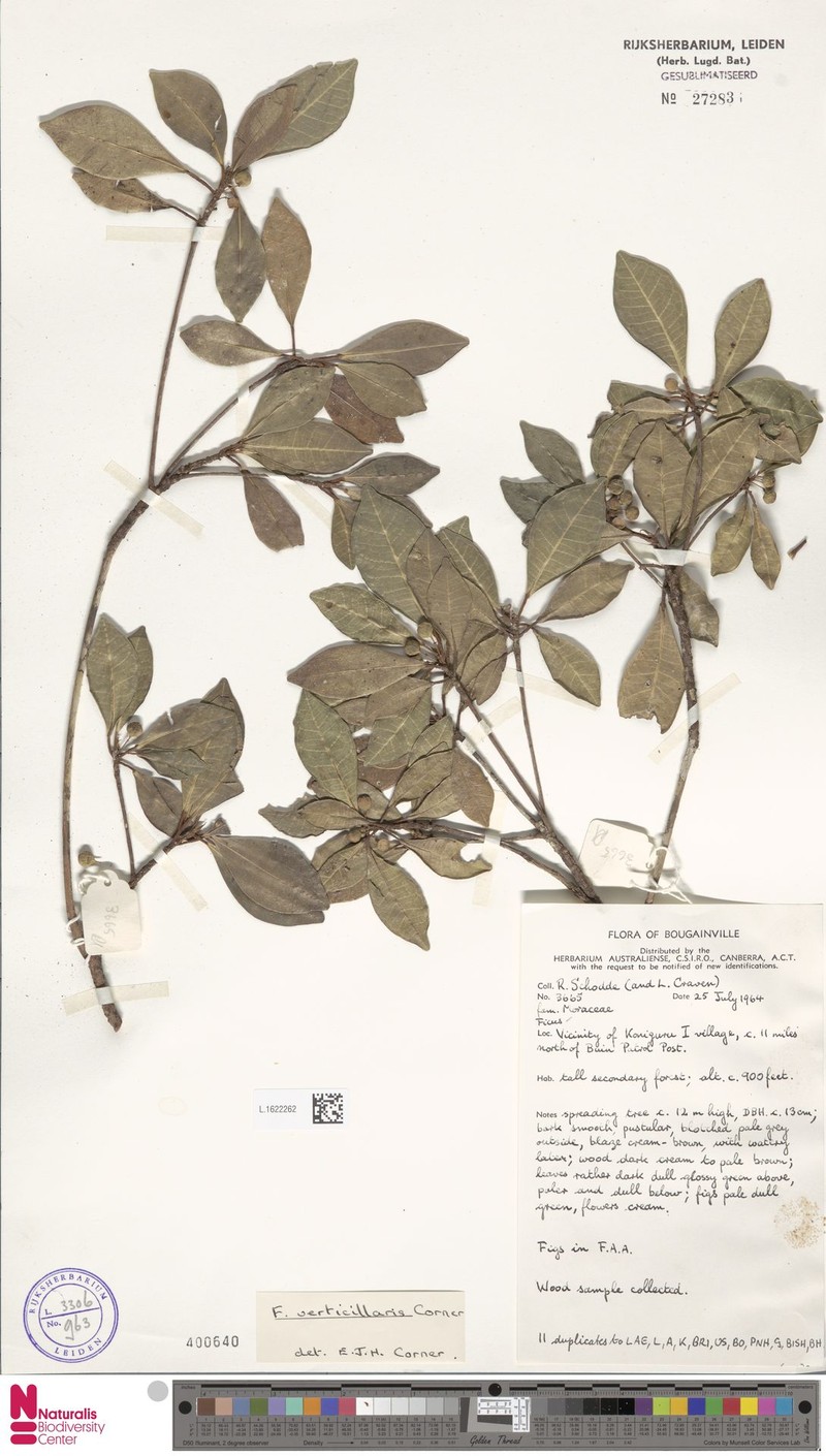 Ficus verticillaris photo 2