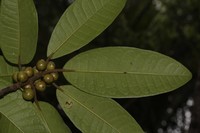 Ficus vieillardiana