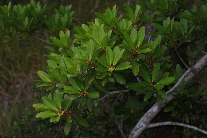 Ficus vieillardiana photo 2