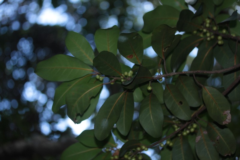 Ficus vieillardiana photo 3