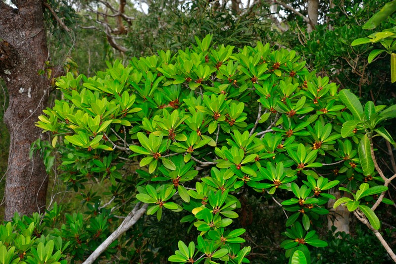 Ficus vieillardiana photo 4