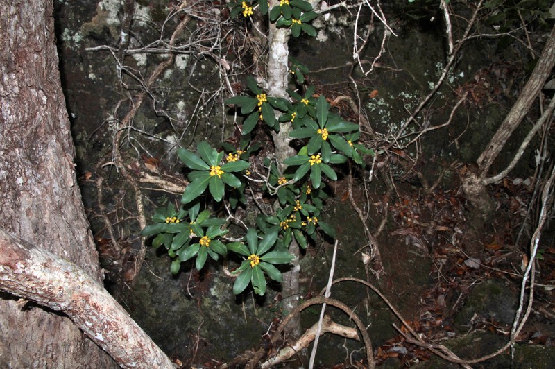 Ficus vieillardiana photo 5