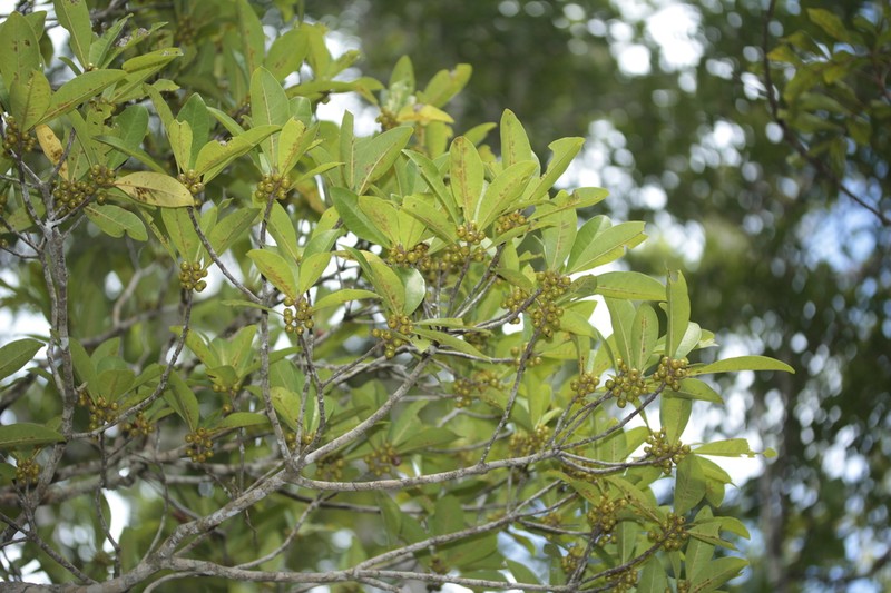 Ficus vieillardiana photo 6