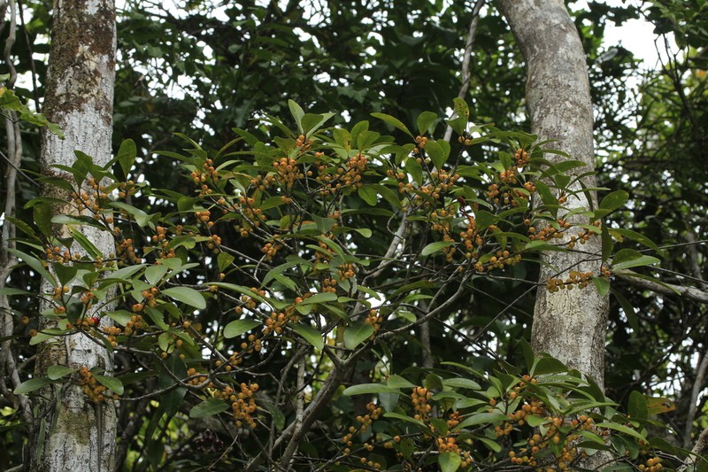 Ficus vieillardiana photo 8