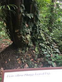 Ficus villosa