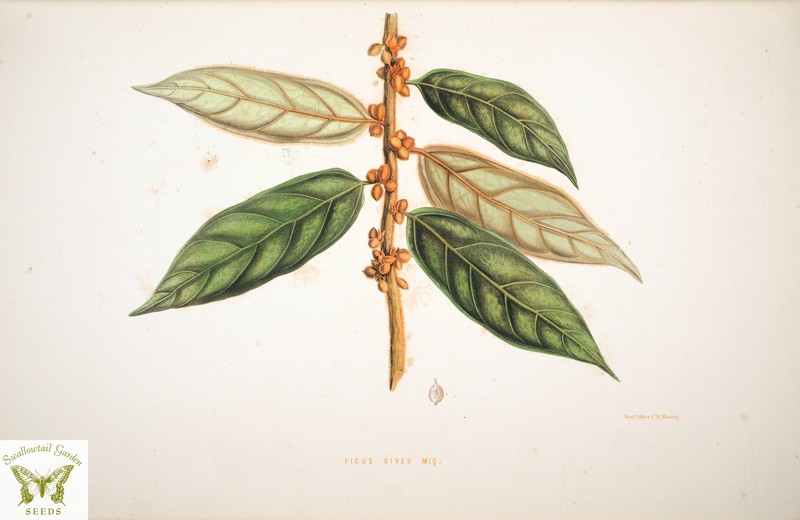 Ficus villosa photo 2