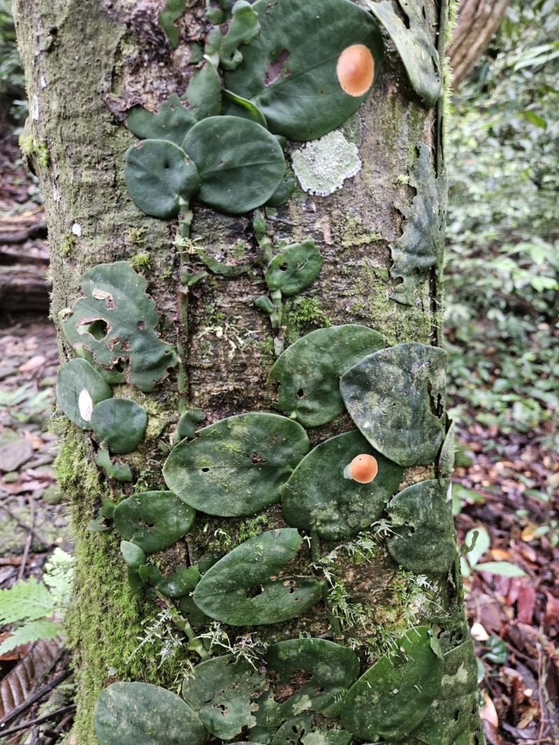 Ficus villosa photo 3