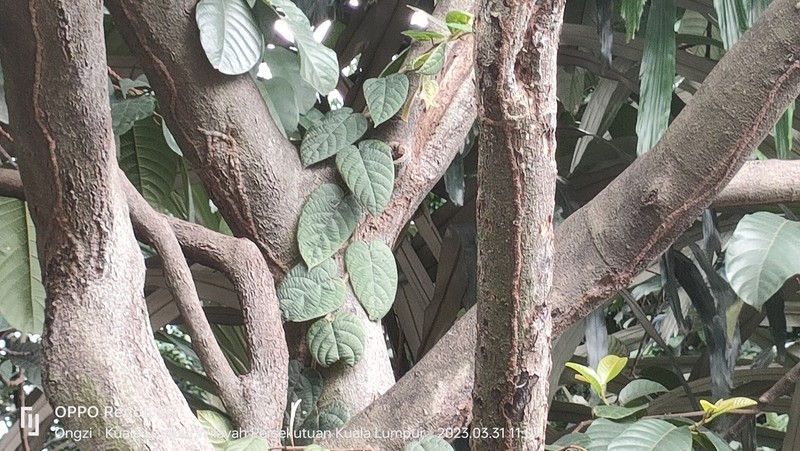 Ficus villosa photo 6