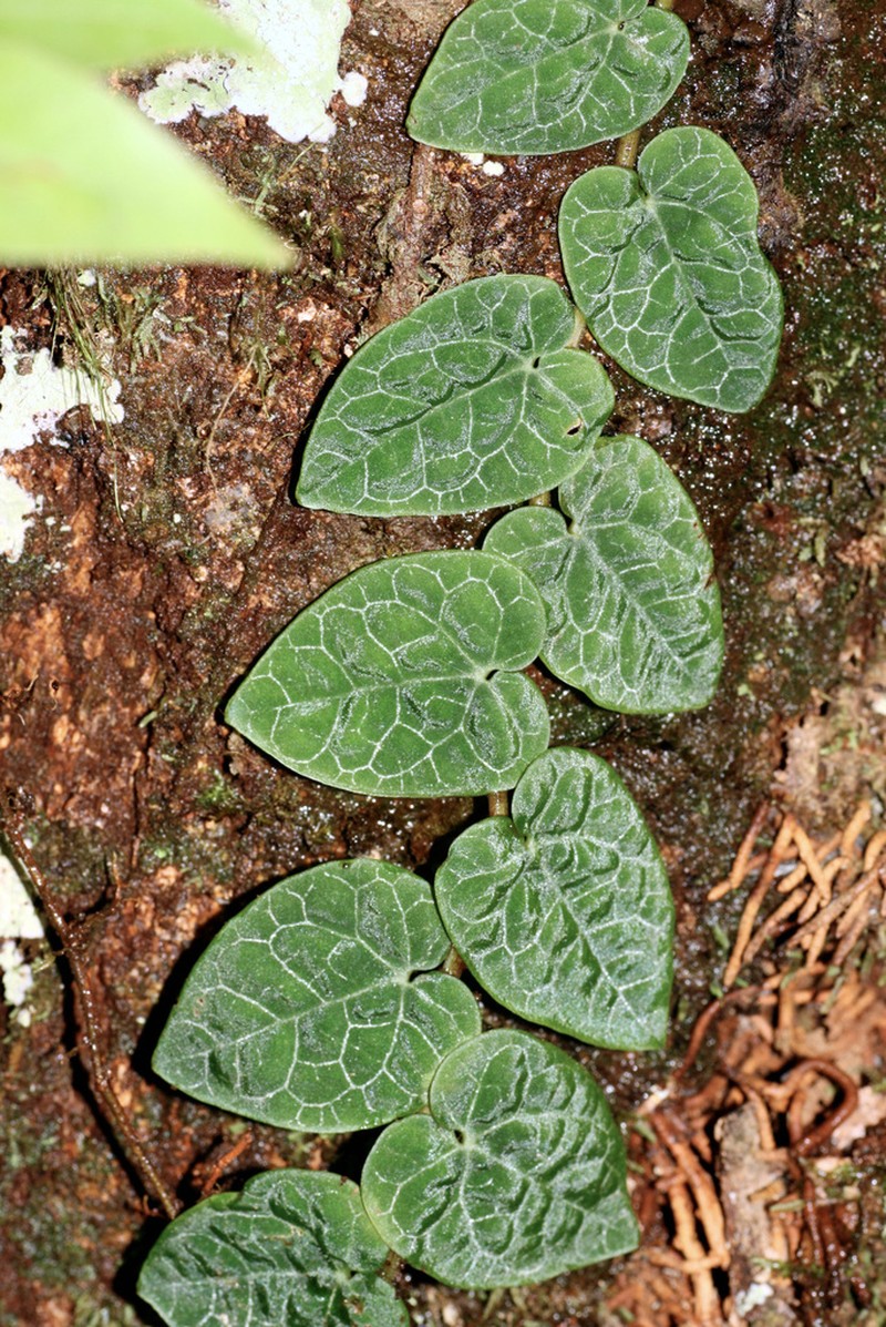 Ficus villosa photo 7