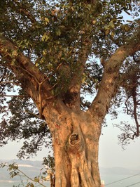 Ficus virens