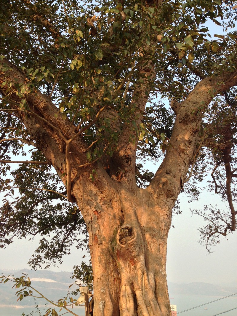 Ficus virens