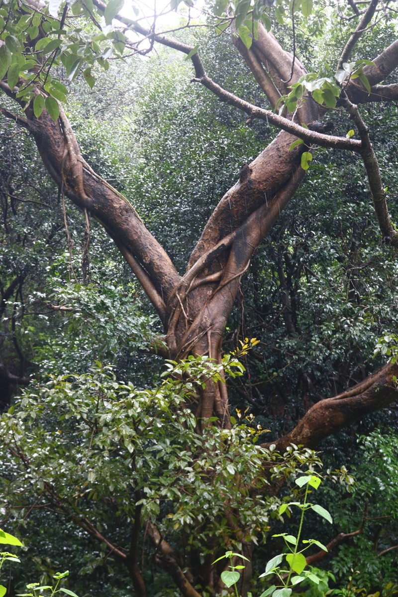 Ficus virens photo 2