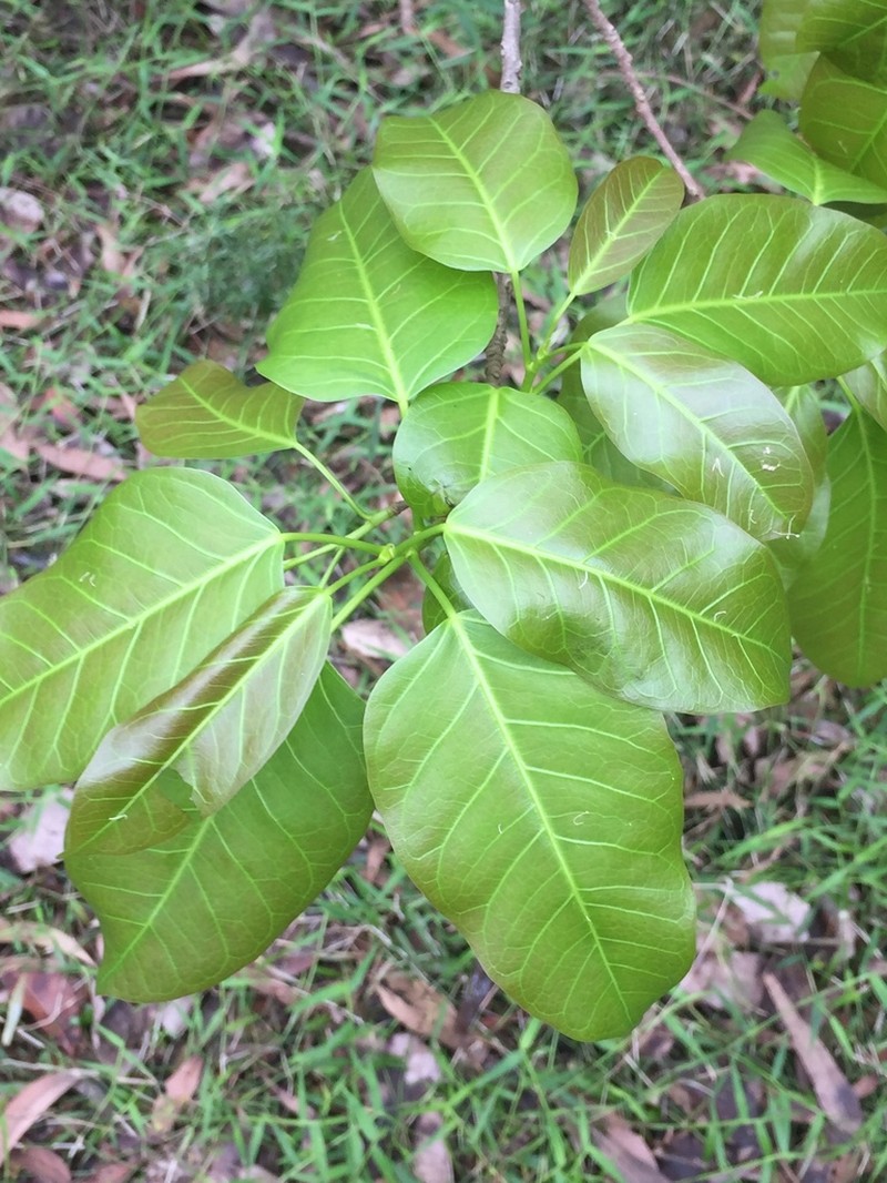 Ficus virens photo 3