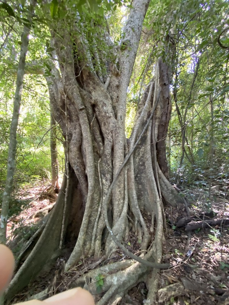 Ficus virens photo 4