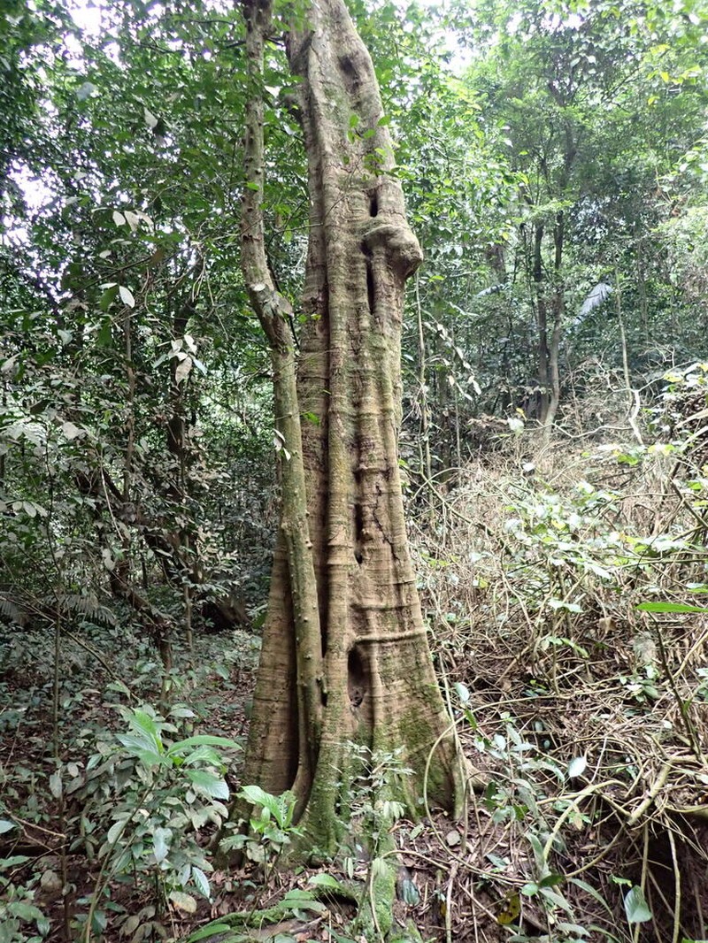 Ficus virens photo 5