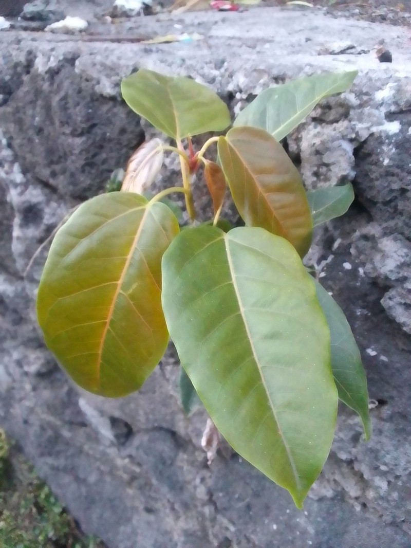 Ficus virens photo 6