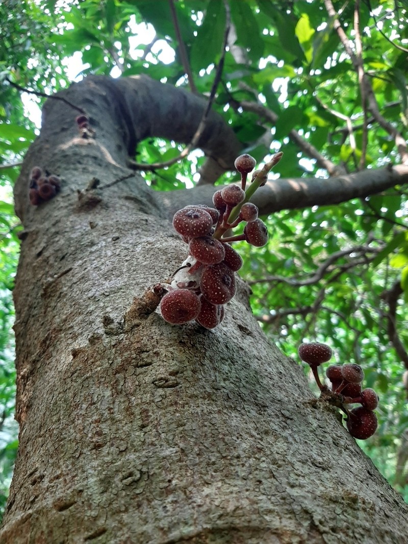 Ficus virens photo 7