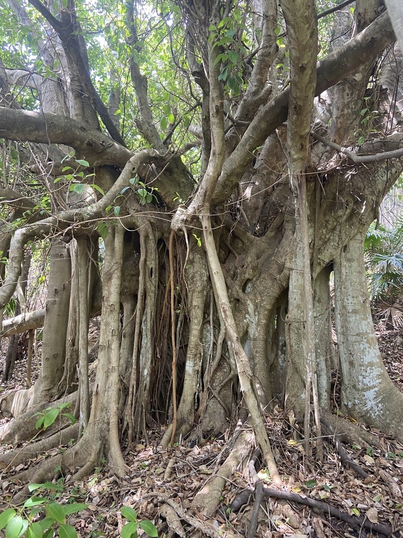 Ficus virens photo 8