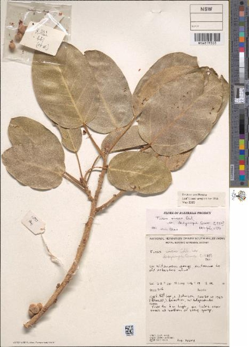 Ficus virens var. dasycarpa