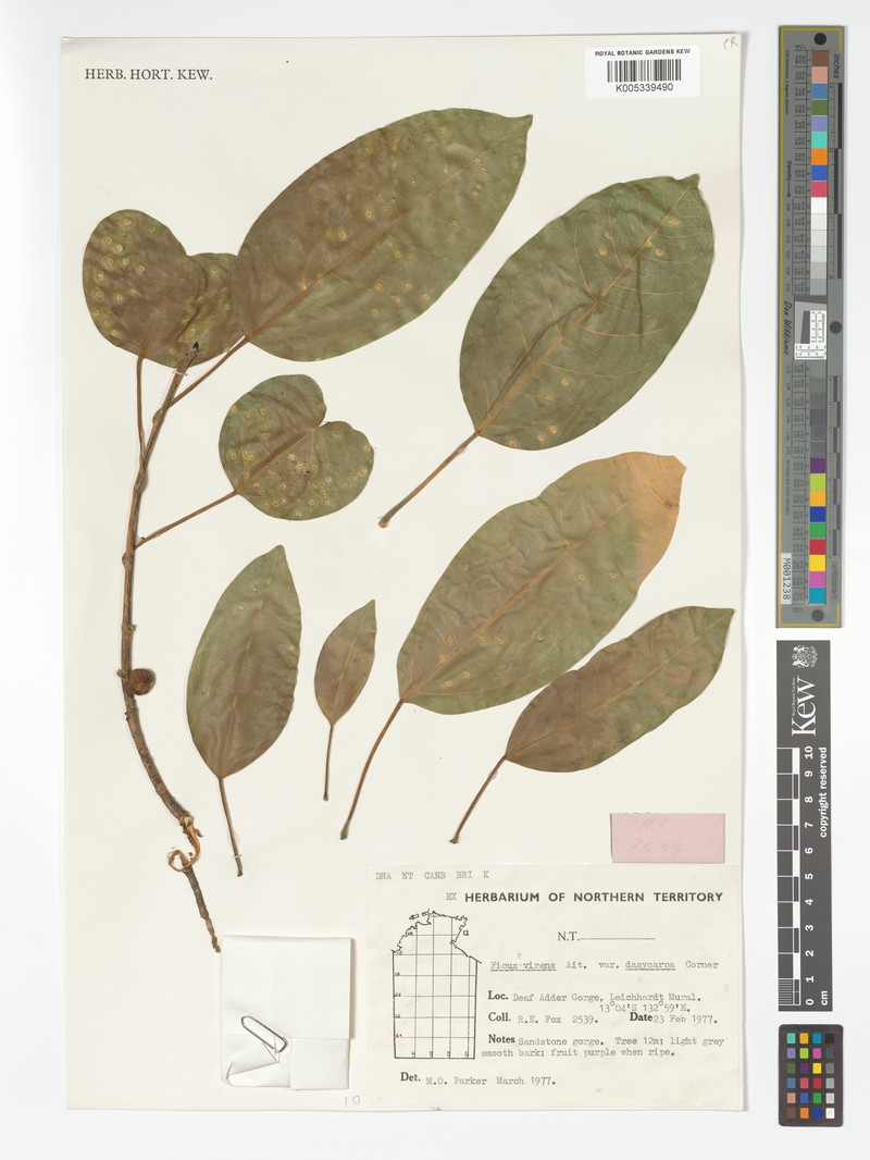 Ficus virens var. dasycarpa photo 2