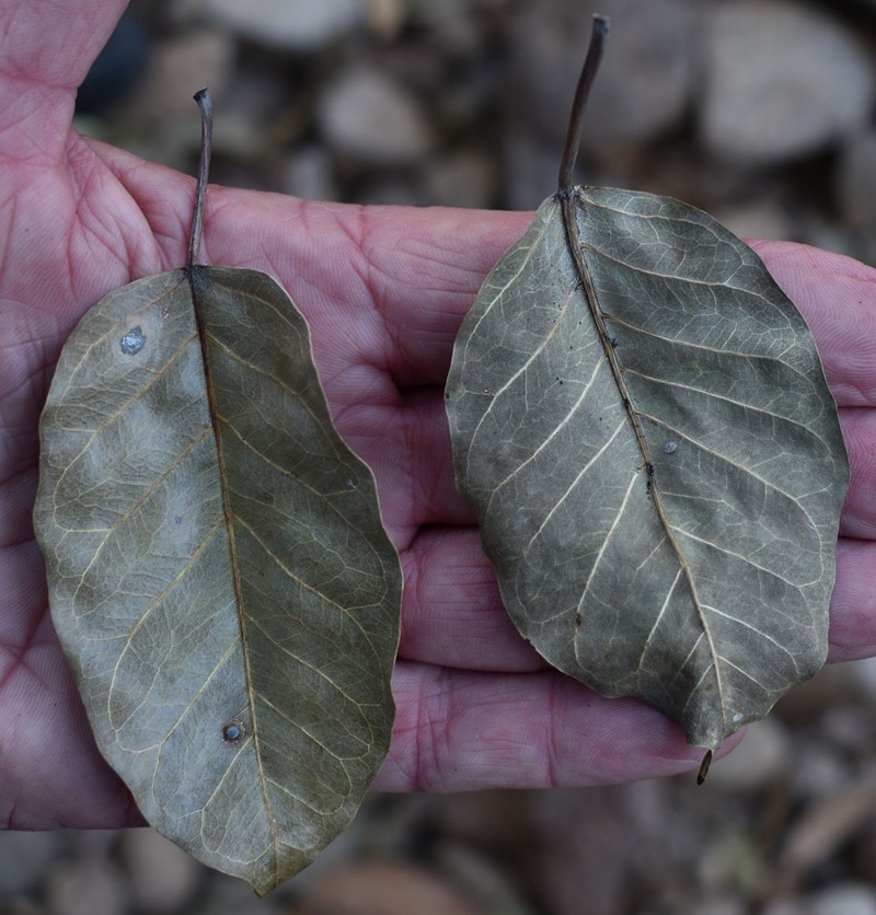 Ficus virens var. virens photo 2
