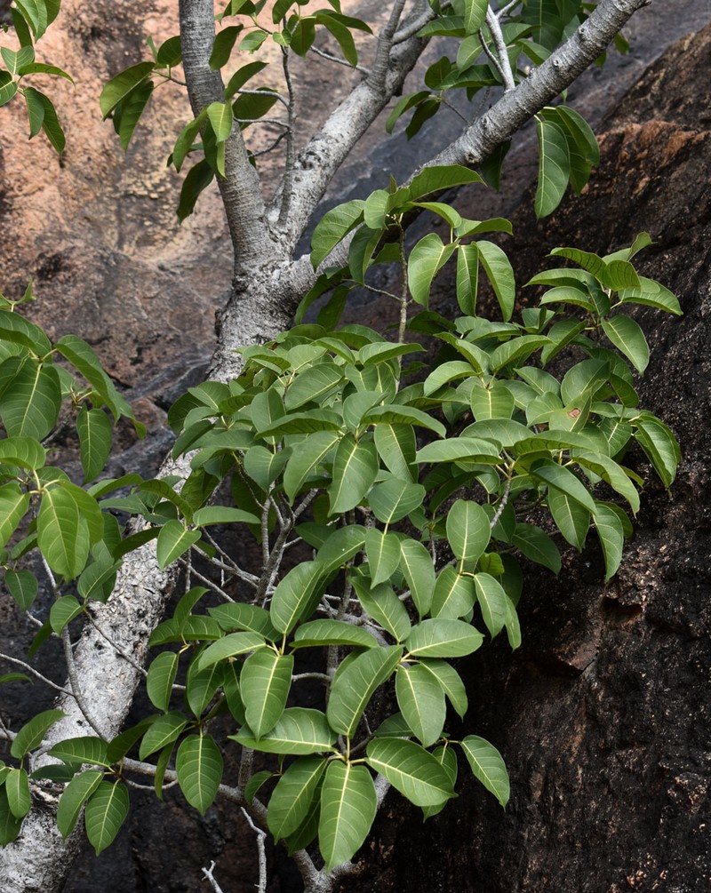 Ficus virens var. virens photo 3