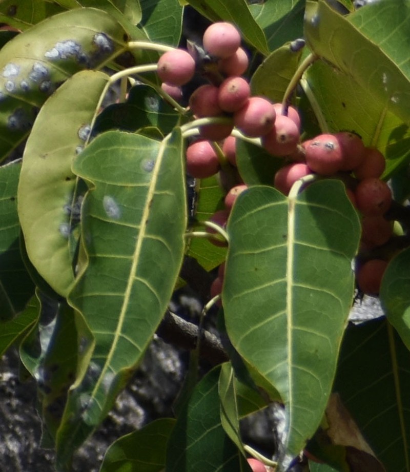 Ficus virens var. virens photo 4
