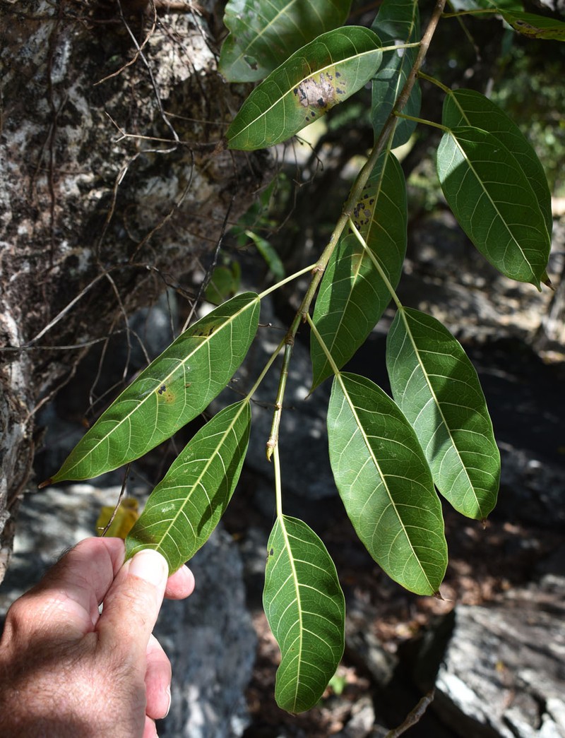 Ficus virens var. virens photo 5