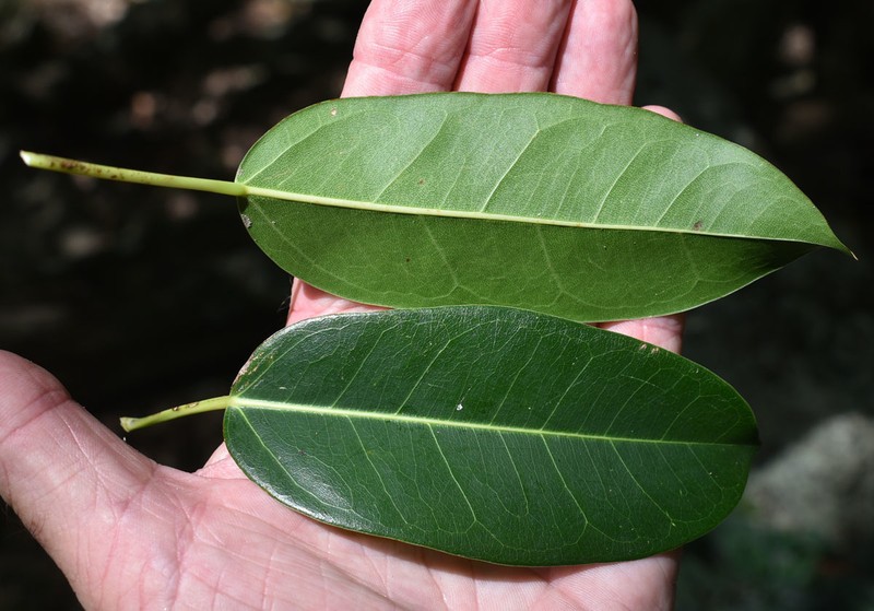 Ficus virens var. virens photo 8