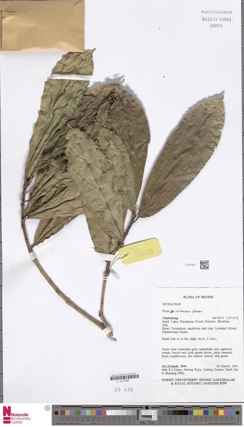Ficus virescens