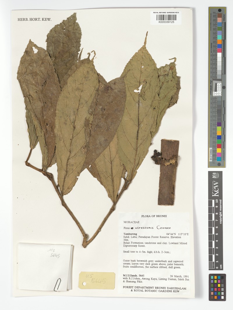 Ficus virescens photo 2